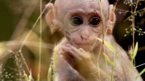 Baby Macaque Must Learn to Fit in | Growing Up Wild | BBC Earth
