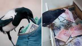 This Genius Bird Steals Money And Bring It Home For Its Owner