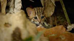 Smallest Cat in The World: The Rusty Spotted Cat | Big Cats | BBC Earth