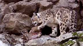 Incredible Snow Leopard Hunting Technique | Snow Leopard: Beyond the Myth | BBC Earth