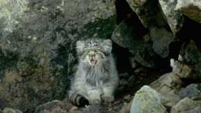 Playful Baby Pallas's Cats Left Home Alone | Big Cats | BBC Earth