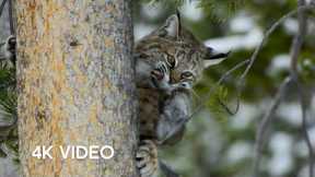 Bobcat Hunting in Winter | Planet Earth II | 4K UHD | BBC Earth