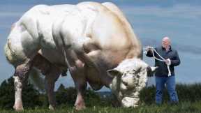 20 of the Biggest Bulls In The World