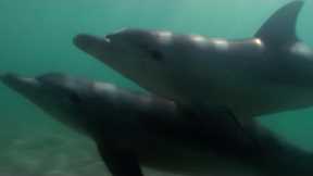 Teaching a Baby Dolphin How to Fish | Puck's Story Part 6 | Dolphins of Shark Bay | BBC Earth