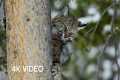 Bobcat Hunting in Winter | Planet