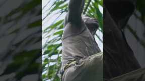 This is the process behind red palm oil production. #PalmOil #Nigeria #Production