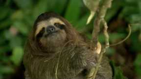 Sloth Combats Plant Defences in Incredible Behaviour | How Nature Works | BBC Earth