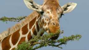 Termites Take on Giraffes | How Nature Works | BBC Earth