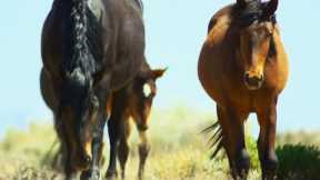 Brutal Stallion Mating Fight | 4K UHD | Planet Earth II | BBC Earth