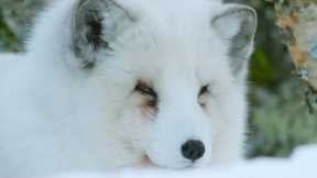 Arctic Fox Hunts With Its Ears | Snow Animals | BBC Earth