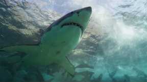 Sharks vs Seals | Planet Earth III | BBC Earth