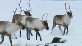 Reindeer's Amazing Adaptations to Living in Snow | Snow Animals | BBC Earth