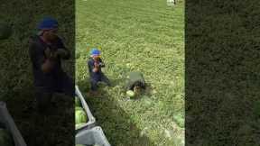 Workers Pick Watermelon Quickly With Synchronised Teamwork