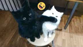 😂 LAUGH Non-Stop With These Funny Cats 😹 - Best Funniest Cats Expression Video 😇 - Funny Cats Life