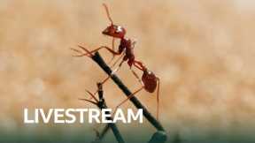 LIVE 🔴 The Tiny World Of Insects