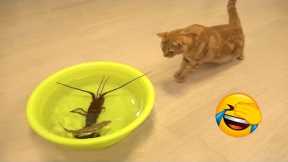 😺 Now there's a new dish 🐶 Funniest Animal Videos Of The Week | Funny cats and kittens! 😸