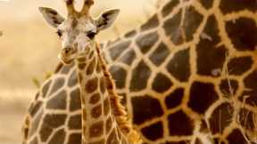 Giraffes Taken to Safety from Oil Site | Saving Giraffes Part 2 | Africa's Gentle Giants | BBC Earth