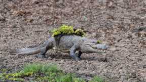 Mugger Crocodile Ambushes Deer at Watering Hole | Planet Earth III | BBC Earth