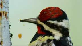 Cheeky Hummingbird Profits from Sap Suckers' Hard Work | Seasonal Wonderlands | BBC Earth