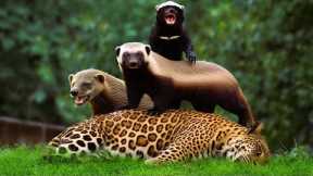 Here’s Why Honey Badgers Don’t Care - The Most Fearless Animals Family
