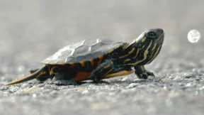 Tiny Turtle Crosses Terrifying Road | Big Little Journeys | BBC Earth