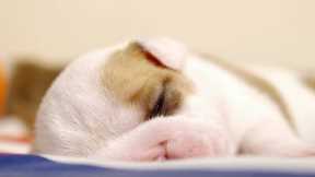 Newborn Puppies Snuggle Up To Mum | Wonderful World of Puppies | BBC Earth