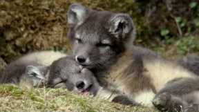 Raising Arctic Fox Cubs | Animal Super Parents | BBC Earth