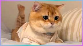 Cats I found on the internet #cats