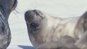 Two-Week-Old Seal Learns to Swim | Animal Super Parents | BBC Earth