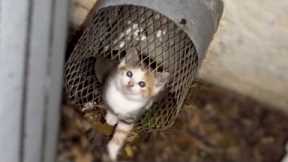Kitten Trapped In A Pipe Keep Screaming To Ask For Help