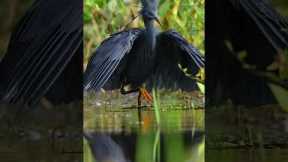black heron throws shade to catch prey ☂️ #Shorts