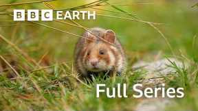 Meet the Amazing Animals Coexisting With Humans | Full Series | BBC Earth