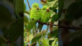 A preening pair of parakeets 💚 🦜 #Shorts #Parakeets #Birds
