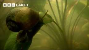 Giant Snail Uses Snorkel to Breathe Underwater | How Nature Works | BBC Earth