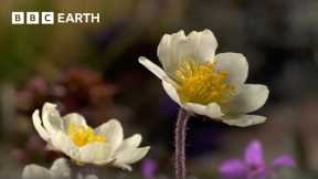 The Fascinating Plant That Lives For 300+ Years | Seasonal Wonderlands | BBC Earth