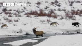 Hungry Wolf Pack Trap Elk | Yellowstone | BBC Earth
