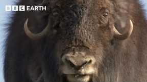 Musk Oxen Vs Arctic Wolves | Animal Super Parents | BBC Earth