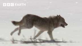 Lone Wolf Risks His Life For Love | Yellowstone | BBC Earth