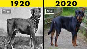20 Most Transformed Dog Breeds in History