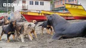 Sea Lions vs Dogs | Mammals | 4K UHD | BBC Earth