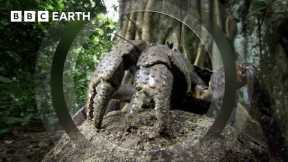 The Colossal Coconut Crab | South Pacific | BBC Earth