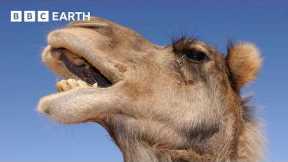 A Camels Love Sac | 4K UHD | Mammals | BBC Earth