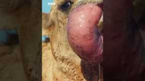 Dromedary camels possess an inflatable sac which they protrude from their mouths 🐪 #Mammals