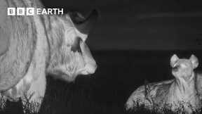 Filming At Night In The Maasai Mara | The Making of Mammals | BBC Earth