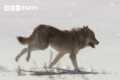 Lone Wolf Risks His Life For Love |