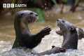 Cheeky Crows Prank Baby Otters | The