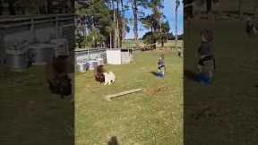 Dog protects little boy from sheep