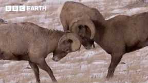 Bighorn Sheep Battle For Mating Rights | Yellowstone | BBC Earth
