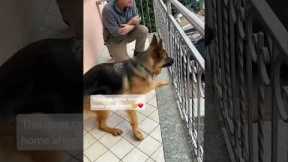 German Shepard Reunites With Owner After 3 Years #shortvideo