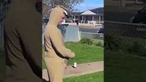 Baby Kangaroo was refusing to leave #shortvideo